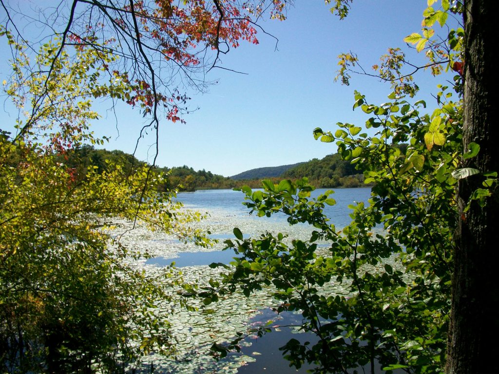 A serene lake view framed by lush, sunlit trees. Lily pads blanket the water's surface, leading the eye toward rolling green hills under a clear blue sky. A touch of red autumn foliage adds a warm pop of color to the peaceful landscape.